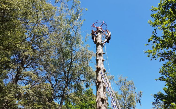  Pose de nid à Cigognes
